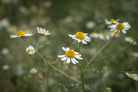 野原に咲く白い花びらと黄色い中心を持つカモミールの花