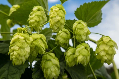 木になっているホップの毬花（緑色の松かさ状の実）